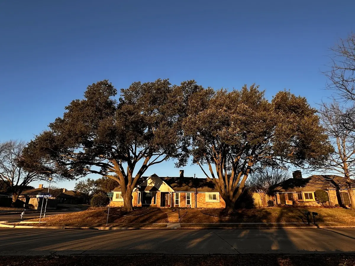 Established residential canopy tree shading a home in Eunice